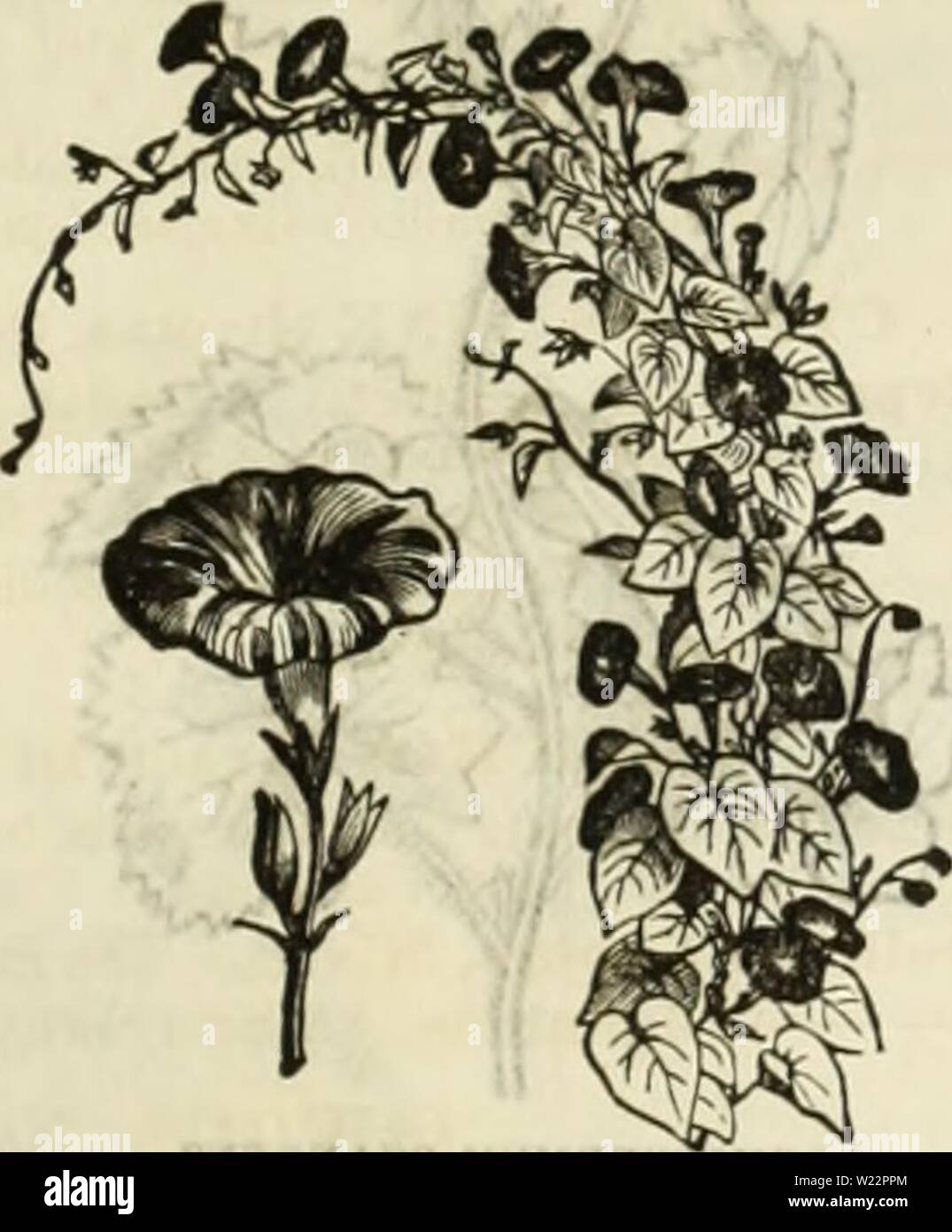 Archive image from page 106 of Curtis, Cobb & Washburn's amateur. Curtis, Cobb & Washburn's amateur cultivator's guide to the flower and kitchen garden for 1878  curtiscobbwashbu1878curt Year: 1878  THUHBERGIA AiATA (see page 79). IFOaiA VOLUBILIS (MADAaiE AlfNE). NEW IPOM/EAS, WITH SELF-COLORED FOLIAGE. 820 Ipomsea Ilederacea Alba Grandiflora Intus Rosea. Handsome white flower, witli durk-roso throat 821 Alba Grandiflora Intus Rosea Semi-Plena. Of the same form and color as the foregoing; a serai-double one, which is seldom seen in this family 822 Atrocarminea Grandiflora Azurea Marginata. Wi Stock Photo