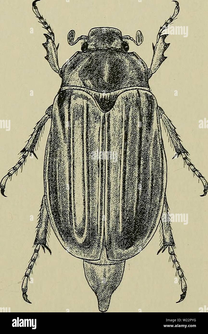 Archive image from page 106 of Danmarks fauna; illustrerede haandbøger over. Danmarks fauna; illustrerede haandbøger over den danske dyreverden..  danmarksfaunaill29dans Year: 1907  101 tretandet. Pygidium hos de danske Arter for- længet, mere eller mindre tilspidset. Bugleddene paa hver Side med en trekantet, hvidt behaaret Plet. Oversigt over Arterne. 1. Vingedækkernes yderste Siderand ikke mørkere 1. vulgåris. Vingedækkernes yderste Siderand i hvert Fald fortil smalt sort 2. hippocåstani. 1. M. vulgåris Fabr. (den almindelige Oldenborre) (Fig. 36). Sort, Vingedækkerne, Følehornene, Benene o Stock Photo