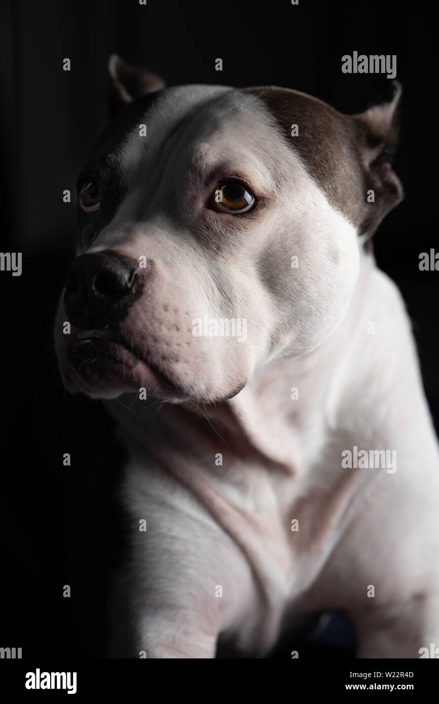 A beautiful old American Staffordshire Terrier poses for a portrait, isolated against a black background Stock Photo