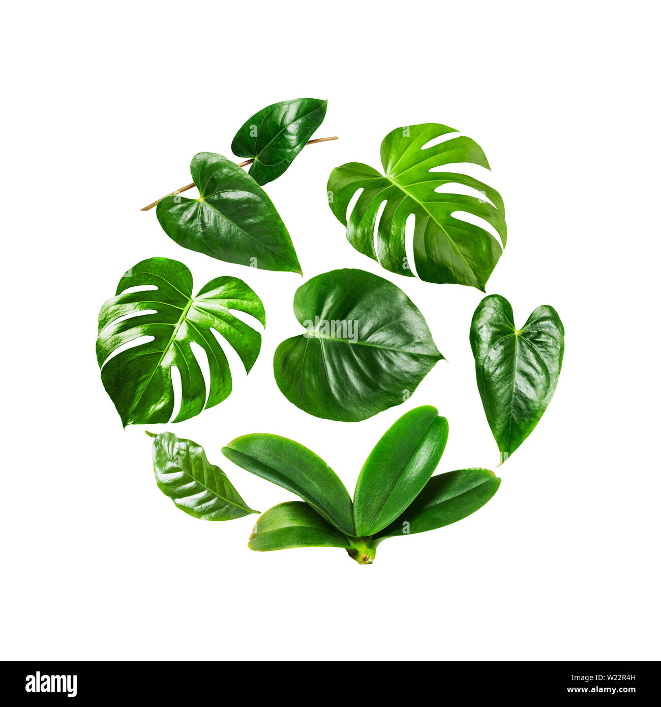 Tropical jungle monstera, orchid and flamingo green leaves composition circle shaped isolated on white background. Flower round frame arrangement. Flo Stock Photo