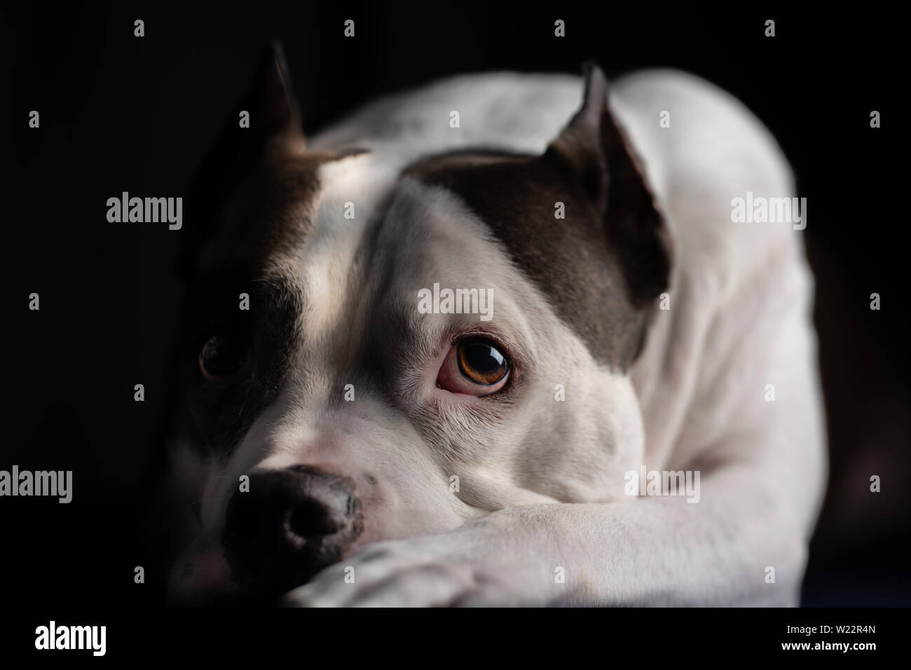 A beautiful old American Staffordshire Terrier poses for a portrait, isolated against a black background Stock Photo