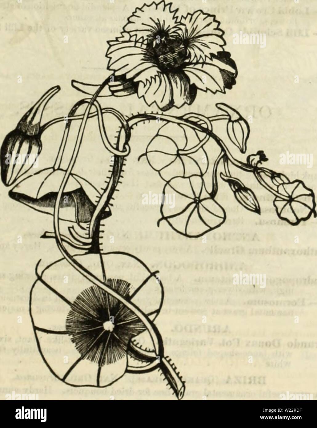 Archive image from page 108 of Curtis, Cobb & Washburn's amateur. Curtis, Cobb & Washburn's amateur cultivator's guide to the flower and kitchen garden for 1878  curtiscobbwashbu1878curt Year: 1878  MATEUK CULTIVATOR'S §UIDE. I PBICK. PHASEOLUS (ScAULET-RuNSEH Brans). Nat. Ord., Leguminoaa. This is a popular climbing nniiunl, with spikes of showy scarlet flowers, and a /ariety with white flowers. They are extensively grown to cover arbors, walla, oj to form screens, for which purpose they are admirably adapted on account of their vigorous and rapid growth. Hardy annuals. 841 Fhaseolus Coccinea Stock Photo