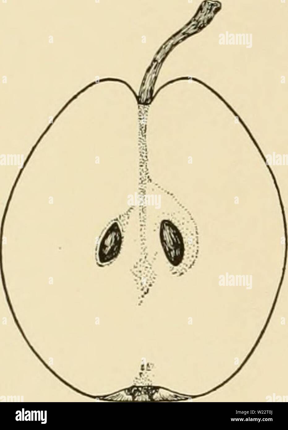Archive image from page 109 of Cyclopedia of hardy fruits (1922). Cyclopedia of hardy fruits  cyclopediaofhard00hedr Year: 1922  FLEMISH BEAUTY FOX FLEMISH BEAUTY. Fig. 83. At one time Flemish Beauty was a leading commercial variety in the pear regions of eastern America, but it has been supplanted by other varieties because the toll of blighted trees is too great, and the fruits are too often disfigured by the scab- fungus. Perhaps the latter is the greater fault, as in some seasons no applications of spray    83. Flemish Beauty. (XVa) give the pears a clean cheek, and they are blackened, sca Stock Photo