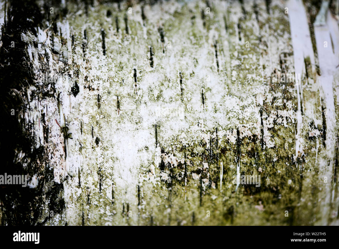 Tree bark abstract macro background fine art in high quality prints fifty megapixels Stock Photo
