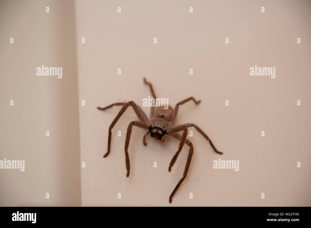 A friendly and very large hairy huntsman spider with big phangs on the creme colored bedroom wall. A harmless spider that looks very scary Stock Photo