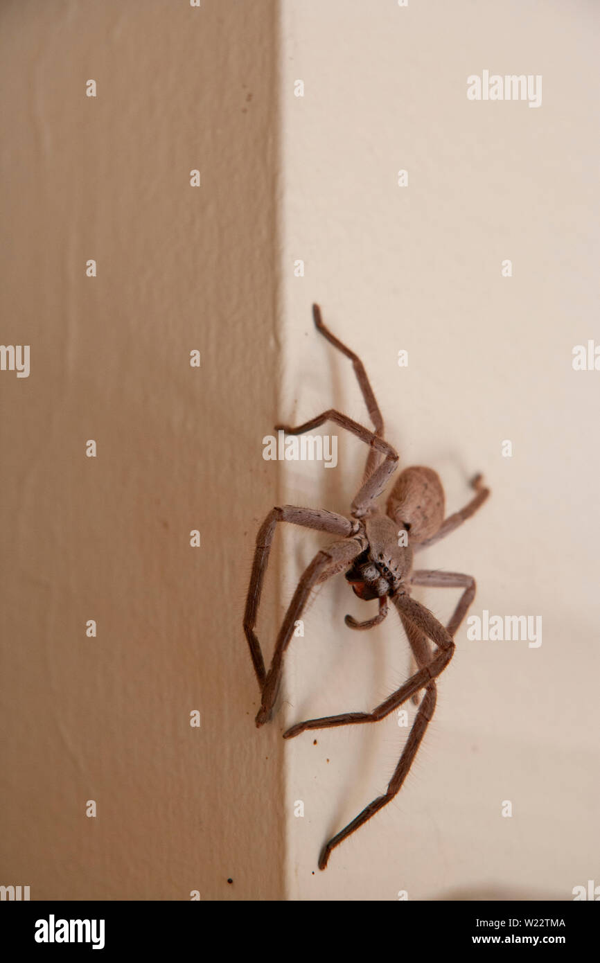 A friendly and very large hairy huntsman spider with big phangs on the creme colored bedroom wall. A harmless spider that looks very scary Stock Photo