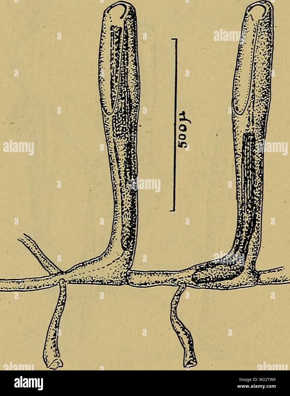 Knopper hi-res stock and images - Page 3 -