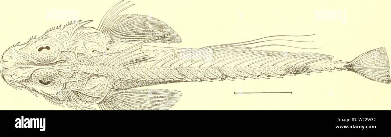 Archive image from page 111 of The deep-sea fishes [of the. The deep-sea fishes [of the Hawaiian Islands]  deepseafishesofh00gilb Year: 1905  (UO BTLLKTIN (&gt;V TIIK I'NITED STATKS KISH ('((MMISSION. F.uiiily H(Â»I'I.ICHTHYII),K. Hoilichthys citrinus, iit'W species. Fig. 249. Type, a male, 175 mni. Ihiil', ftniH Alliatm.ws station .'iH.MI, Pailnlu ('luuiiiel, deptii I.SS fnthniiis; No. 51610, r. S. Nat. Mus. Very clcise t&lt;i //. Iiiiifjsihirrii fuvicr it Valenciennes, fi'Dni .TM]ian, ajiieeing witli that species in general prop&lt;irti(ins and in nmnlier nf plates and tin rays. It iliffers Stock Photo