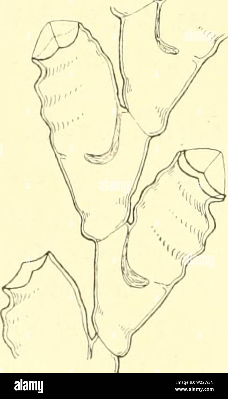 Archive image from page 111 of The Danish Ingolf-expedition (1898). The Danish Ingolf-expedition  danishingolfexpe1517dani Year: 1898  io6 HYDROIDA II Sertularella fusiformis assumes a highly characteristic appearance from the peculiarity that it has often on stem or branches two or three short branchlets proceeding simultaneously from the same point, these short branchlets consisting of a single internodium, or more rarely a couple, with large hydrothecae almost terminally placed. An excellent picture of this is given by Jaderholm (1909 Taf. 11, fig. 9). His specimens undoubtedly belong to Se Stock Photo