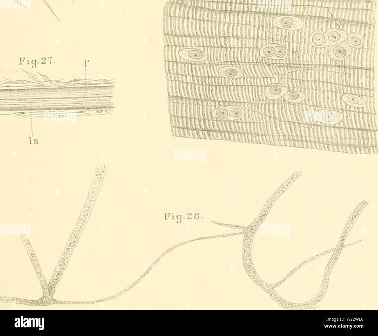 Archive image from page 112 of Denkschriften der Kaiserlichen Akademie der. Denkschriften der Kaiserlichen Akademie der Wissenschaften, Mathematisch-Naturwissenschaftliche Classe  denkschriftender45kais Year: 1882  vi'''; Ficy.21 e Fig.23. r|iii Fig.27- [• 1 Mf 'tmmm sli Fig.24.    Fi(T.2 5., l-'irj L't;. ., # #:--fe -- ' --'Mk b öe;:.a lit'h.v DIfleitzmann kJcHof nStaatsdradterei Dpiikschriffeiid.k.Alva(l.d.W.raalh.n;iluiw.f'lass.'XLV';Biin. Alilli Stock Photo