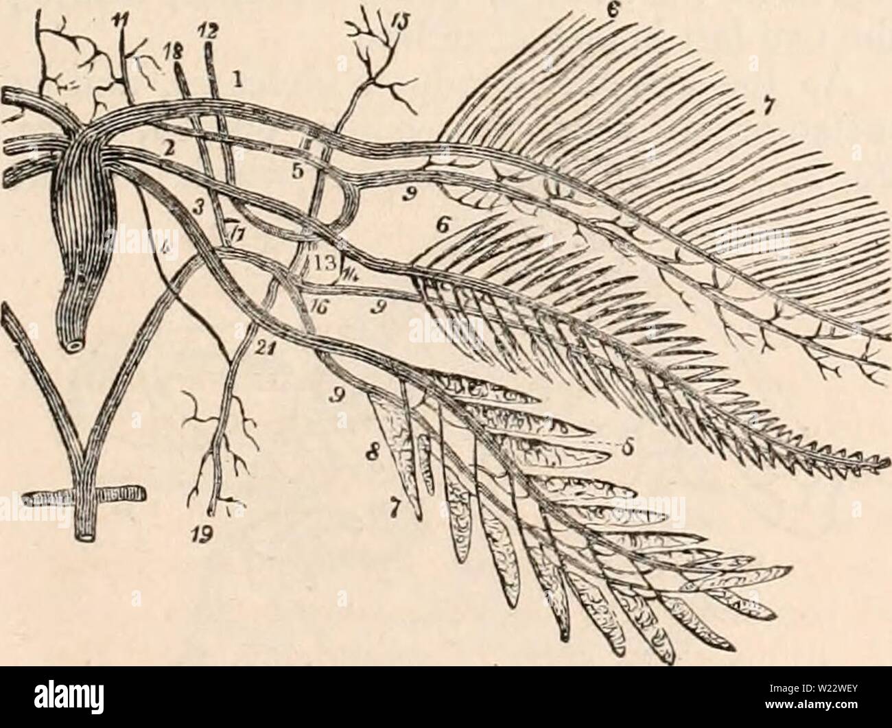 Archive image from page 112 of The cyclopædia of anatomy and Stock Photo