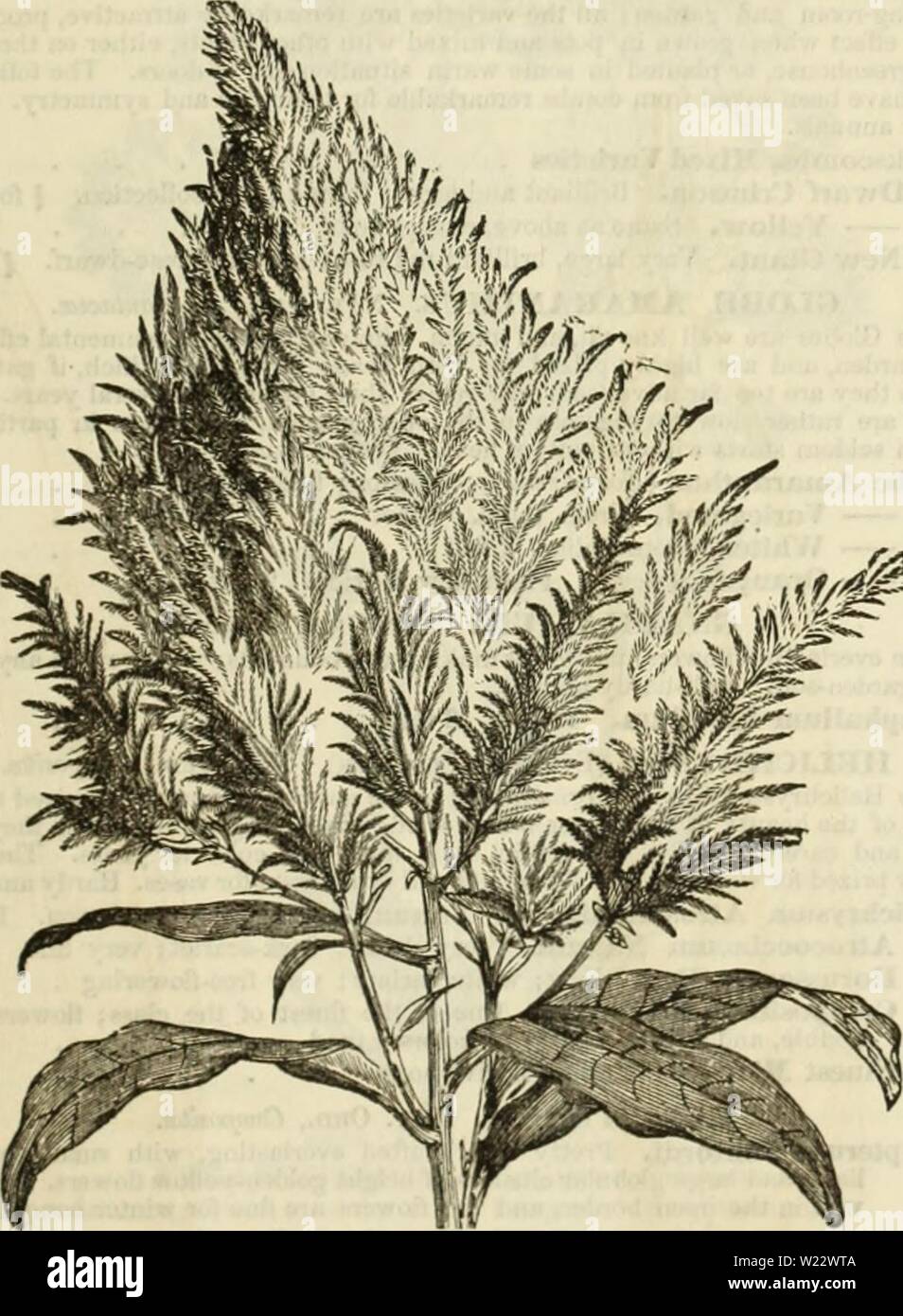 Archive image from page 114 of Curtis, Cobb & Washburn's amateur. Curtis, Cobb & Washburn's amateur cultivator's guide to the flower and kitchen garden for 1878  curtiscobbwashbu1878curt Year: 1878  EYEKLASTEN-Q FLOWEES. â .Â« NO. ACROCLINIUM. Nat. Ord., ComposiUt. vvaca. An elegant new annual from Swan River, producing beautiful everlasting flow- ers resembling the Rhodanthe Manglesii, but much larger; fine for winter bou- quets, flowering iu any garden soil. Hardy annuals. 891 Acroclinium Atroroseum. Deep rose-color. 1 foot 05 892 Roseum. Light rose. 1 foot 10 893 Album. Pure white. 1 foot 0 Stock Photo