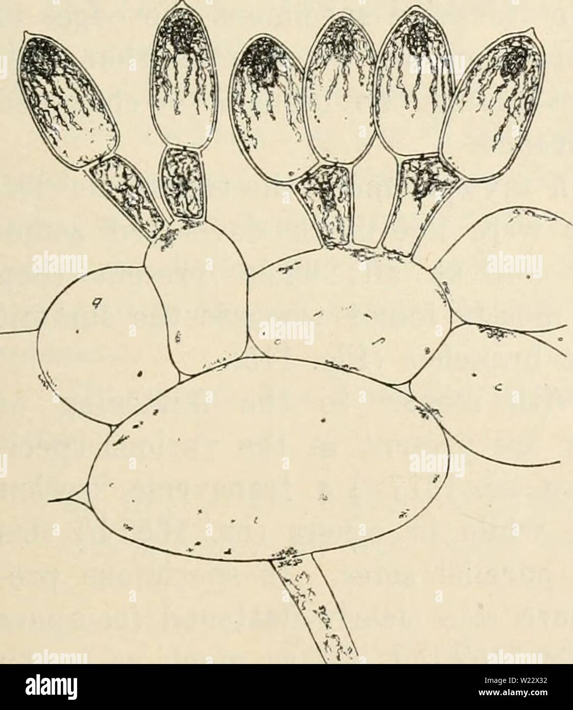 Archive image from page 114 of Dansk botanisk arkiv (1913-1981). Dansk botanisk arkiv  danskbotaniskark03dans Year: 1913-1981  Fig. 115. Galaxaura marginata (Solan- der). Part of a plant (About 1,5:1). hand one is found collected by LiEBMAN at Havana and determined by Kjellman as G. marginata. Most prob- ably this is the specimen he refers to. Kjellman points out that the specimens examined by him agree well with the figure of SoLANDER, and as both plants also have been collected in nearly the same area he considers himself en- titled to refer Areschoug's specimens to Solander's species. The r Stock Photo