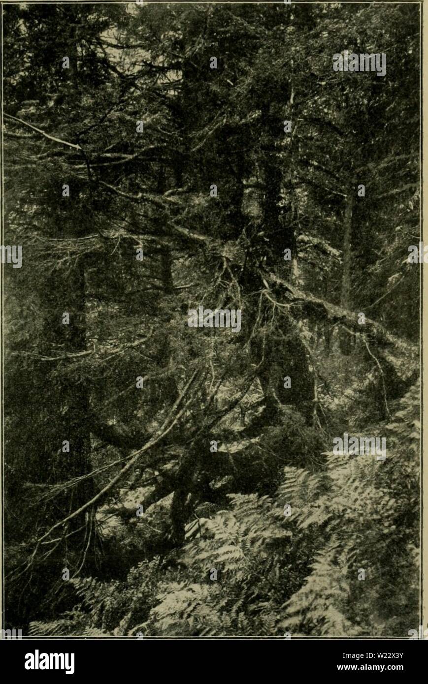 Archive image from page 114 of Das Leben der Pflanze (1906). Das Leben der Pflanze  daslebenderpflan04fran Year: 1906  lie Saune. 89 unb bereu 5BiIb luir in $Bb. I, • 51o bradten, fott 5Jrar uirfjt älter al§ 400 3nfjre fein, bei 7 111 tammumfang unb 45 m &lt;0öe (im a[)xe 1876 bradj ein türm bcu 12 m üeu ipfel ab), aber aubere 9iiefen iljreS ®ef(Ied3te§, fo bte auf 10 km meit fic§t= bare9liefcntanne5n)ifceu9tieblingenunb23iberacin2ßürttemberg,merbenüonauberer eitc auf ha§ S)üppelte gefcfjcit. 5?eruer gibt jraarmerfmürbigermeife in feinem jffanjenteben 1200 3al)re aU beglau= bigte§ f)ücfte§ 'i Stock Photo