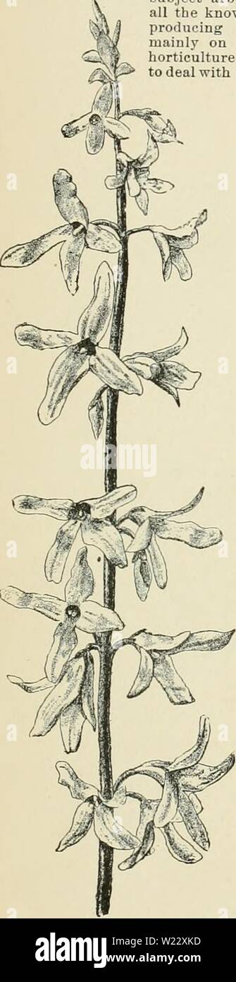 Archive image from page 116 of Cyclopedia of American horticulture, comprising. Cyclopedia of American horticulture, comprising suggestions for cultivation of horticultural plants, descriptions of the species of fruits, vegetables, flowers, and ornamental plants sold in the United States and Canada, together with geographical and biographical sketches  cyclopediaofam02bail Year: 1900  FORESTRY esthetic and sporting elements in man, as game pre- serves and parks —/uxiu-j/ forests. Any two or all three objects may be attained simultaneously in the same for- est. In the end, and in a more limited Stock Photo