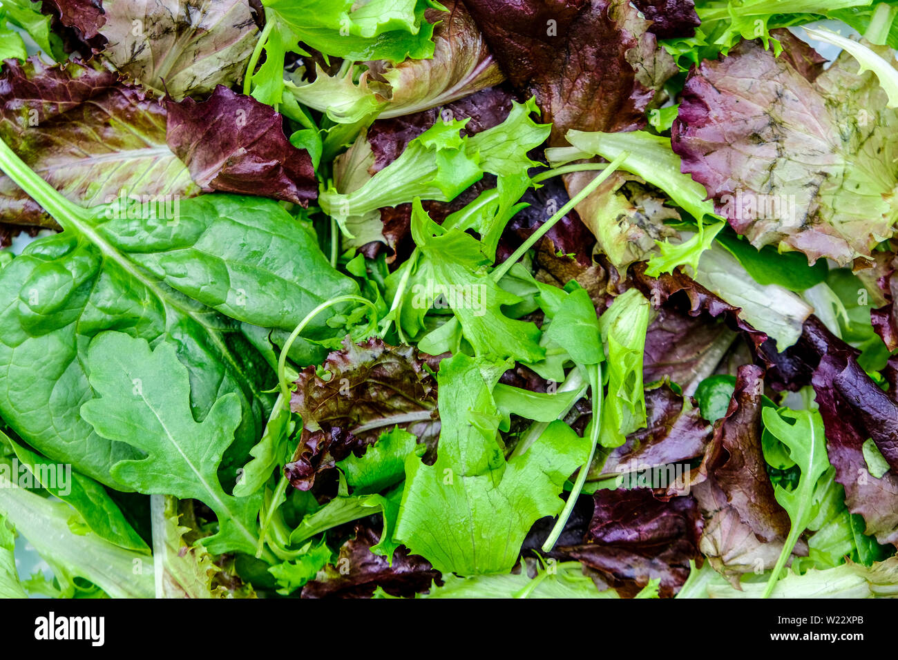 Italian Style Ready To Eat Baby Leaf Salad Stock Photo