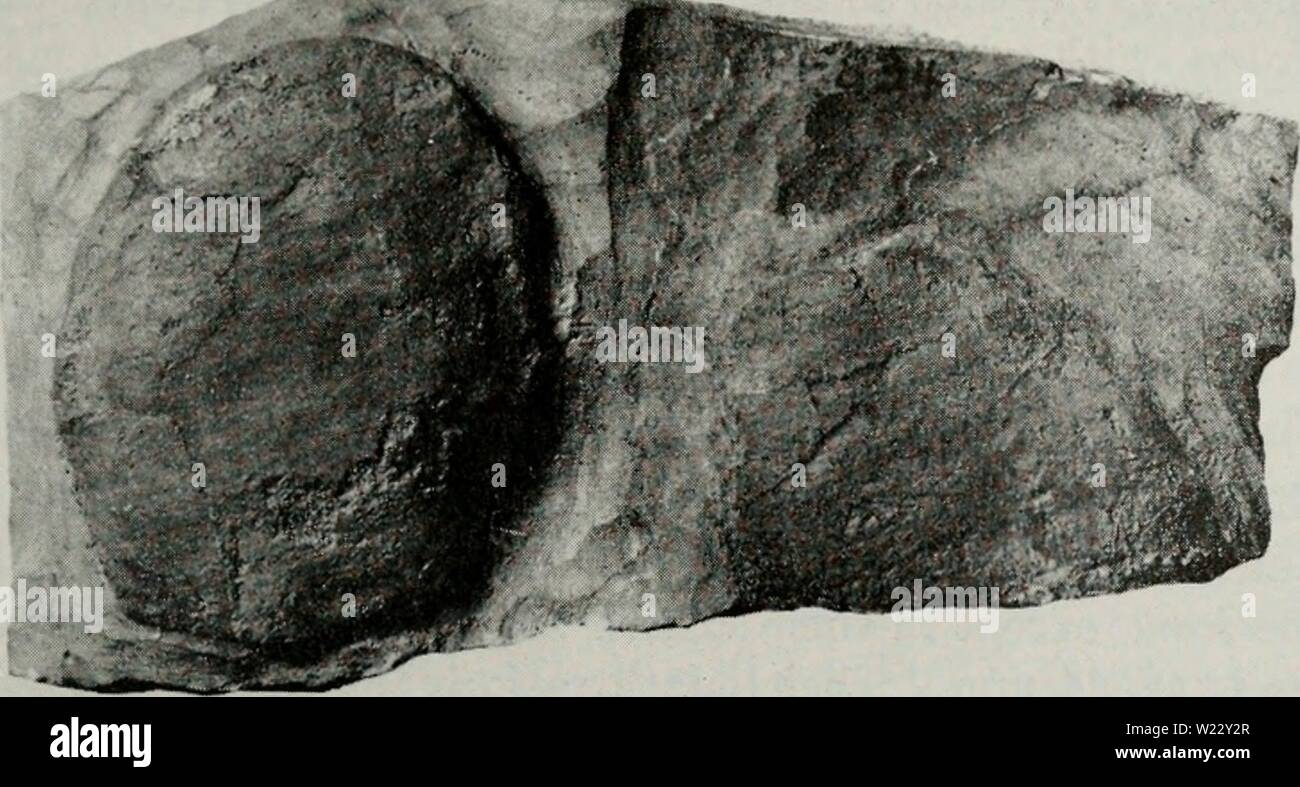 Dorsal ridges hi-res stock photography and images - Alamy