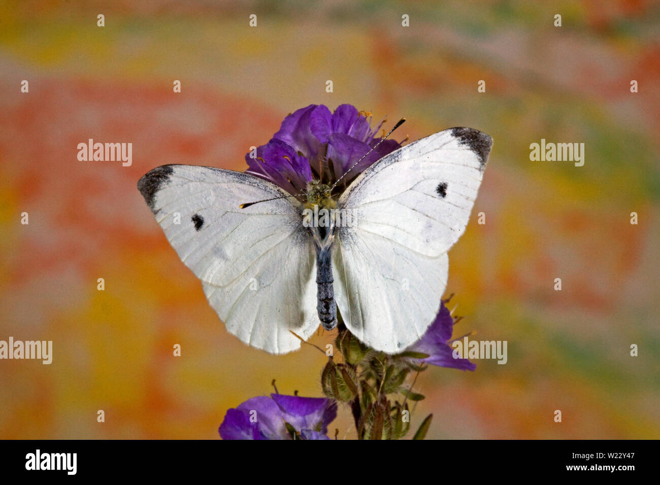 Portrait of a common Cabbage White Butterfly Stock Photo