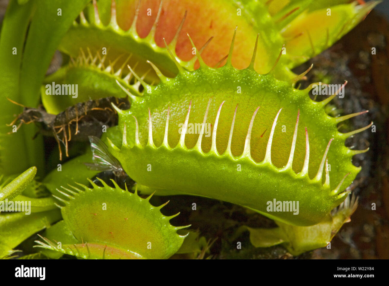 The Venus flytrap (Dionaea muscipula), is a carniverous plant common in the southeast portion of the United States. Stock Photo