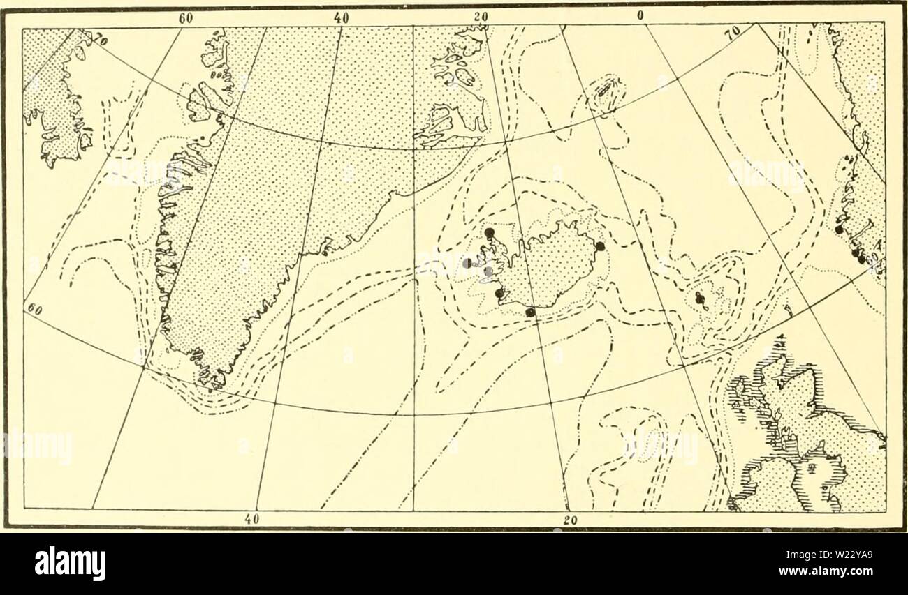 Archive image from page 117 of The Danish Ingolf-expedition (1898). The Danish Ingolf-expedition  danishingolfexpe1517dani Year: 1898  112 HYDROIDA 11 Diphasia rosacea (Linne) L. Agassiz. 1758 Sertularia rosacea, Linne, Systema naturae, Ed. 10, p. 807. 1862 Diphasia rosacea, L. Agassiz, Contributions to the natural history of the United States, vol. 4, p. 355. Upright colonies without distinct main stem. The colonies are irregularly pinnate or bushily branched, segmented, and with a pair of oppositely placed hydrothecse on each internodium. The hydrothecse are slender, almost evenly tubular, w Stock Photo