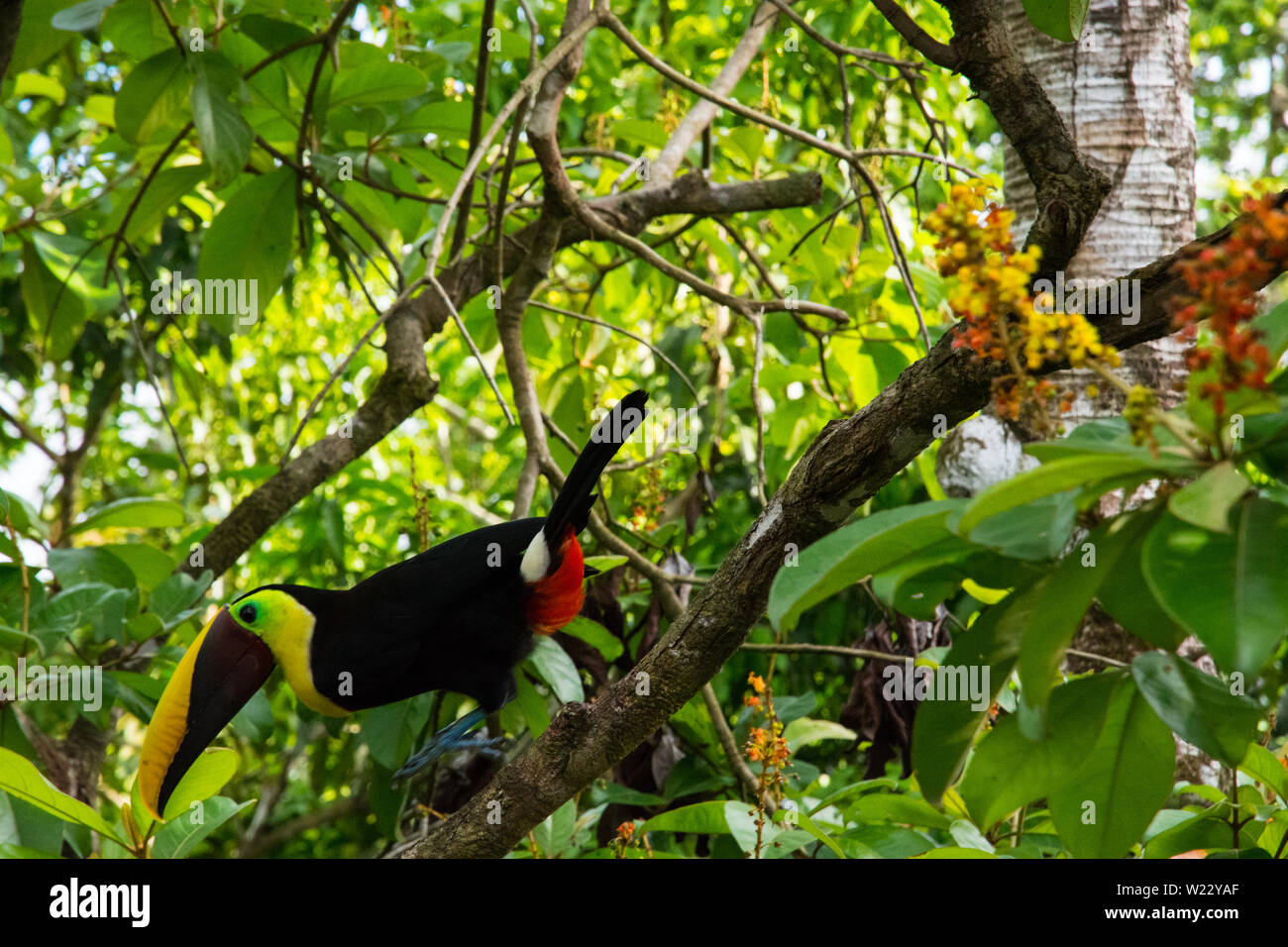 Black mandible Toucan on branch of tropical almond tree rainforest Costa Rica Stock Photo