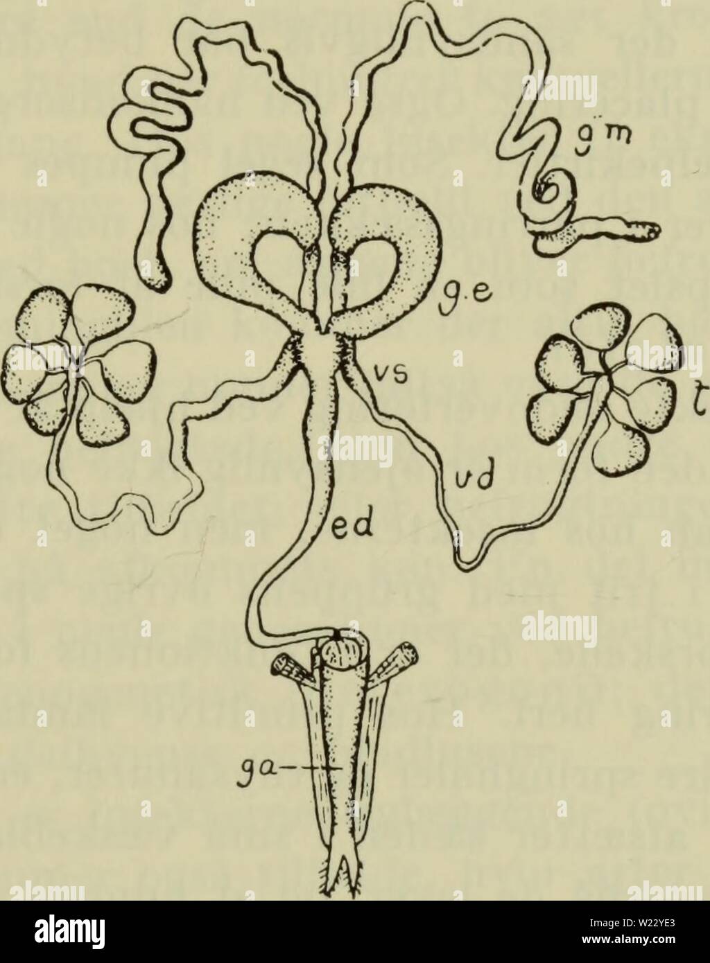 Archive image from page 118 of Danmarks fauna; illustrerede haandbøger over. Danmarks fauna; illustrerede haandbøger over den danske dyreverden..  danmarksfaunaill71dans Year: 1907  115 i samme sides sædleder (vas de fer ens), og de to sæd- ledere smelter sammen i deres yderste stykke til den uparrede sædleder, ductus ejaculatorius, (undtagen hos døgnfluer og nogle ørentviste). Et eller andet sted er sædlederen opsvulmet til en s æ db lære (vesicula    Fig. 45. Indre hanlige køns vej hos billen Tenebrio obscurus. t sæd- stokke; vd sædleder; vs sædblære; ge og gm hjælpekirtler; ed ductus ejacul Stock Photo