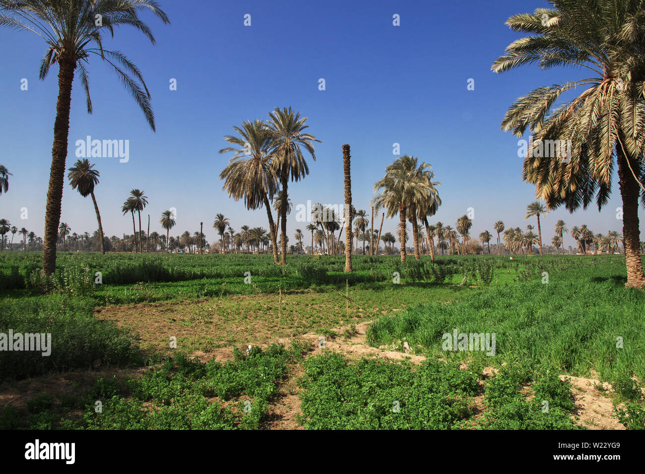 Oasis in desert in Amarna, Egypt Stock Photo