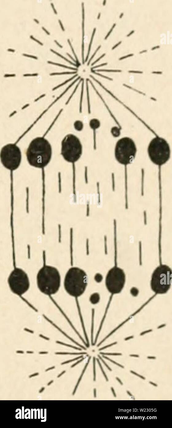 Archive image from page 120 of Cytology, with special reference to. Cytology, with special reference to the metazoan nucleus  cytologywithspec00agar Year: 1920   Y     •••• H ' I V Fig. 49. I The chromosomes of Syromastes (A, B) and Acholla multispinosa (C-I). (Wilson, B.B., 1909 a, and Payne, fi..,1910.) In A and B the X chromosomes are blackened. A, (5 diploid group, 20 fXo = 22 chromosomes; B, ? diploid group, 20 + 2X2 = 24 chromosomes : C, 9 diploid group, 20+2X = 30 chromosomes. The three pairs of small X elements are easily seen, the other two pairs are not at this stage distinguishable Stock Photo