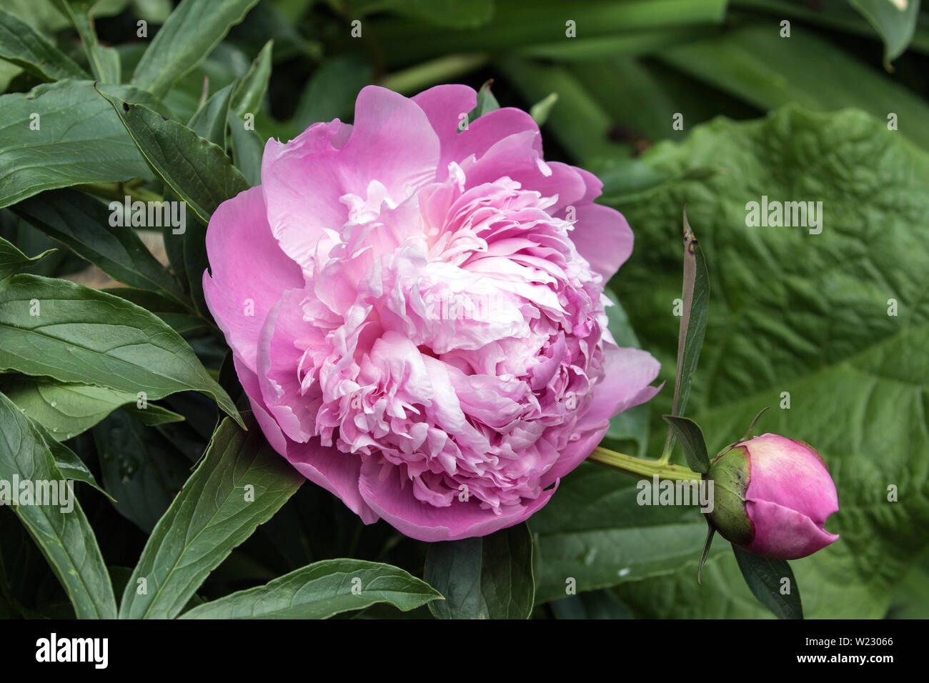 Closeup details of a single pink Peony flower in full bloom  and a bud. The background is leafy green. Stock Photo