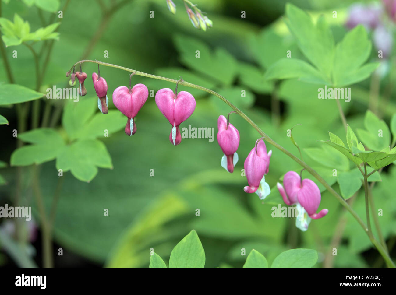 Closeup of a  stem with delicate pink heart shaped flowers on  Bleeding Heart plant. Scientific name of this perennial  is  Lamprocapnos spectabilis. Stock Photo