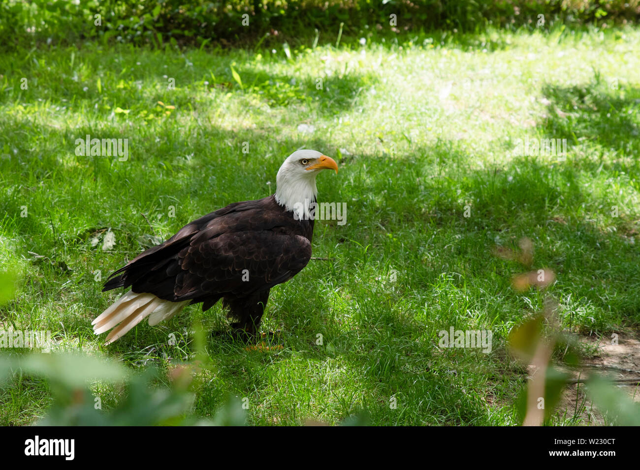 A black and white eagle on the grass Stock Photo