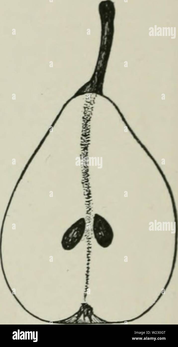 Archive image from page 121 of Cyclopedia of hardy fruits (1922). Cyclopedia of hardy fruits  cyclopediaofhar00hedr Year: 1922  96 MADELEINE MARIE LOUISE productive ; trunk shagpy ; branches thick, zigzag, marked by numerous, elongated lenticels. Leaves 3 inches long, 1 inches wide, thin; margin occasionally glandular, finely serrate or entire; petiole IVi inches long, slender. Flowers open late, 1 inches across. Fruit ripens in late October and November; medium in size, oblong- pyriforni, s&gt;'mmetrical ; stem short, thick, curved; cavity obtuse, shallow, narrow, russetol, often wrinkled and Stock Photo
