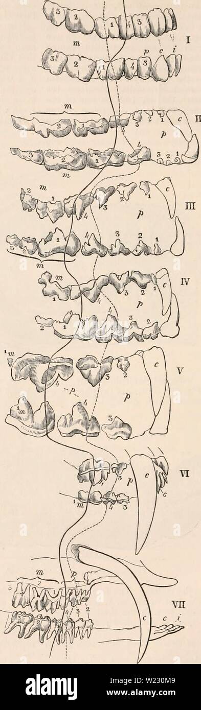 Archive image from page 121 of The cyclopædia of anatomy and. The ...