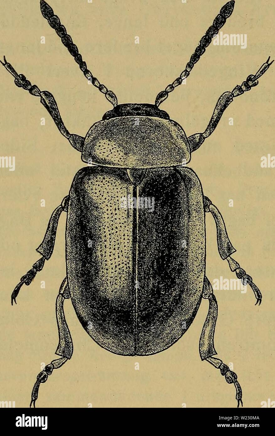 Archive image from page 121 of Danmarks fauna; illustrerede haandbøger over. Danmarks fauna; illustrerede haandbøger over den danske dyreverden..  danmarksfaunaill31dans Year: 1907  114 særlig tæt. Vingedækkerne som Regel kraftigere og tæt- tere punkterede end Pronotum. Længde 4—6 mm. : 1. Fodled udvidet. Temmelig sjælden, men meget udbredt og ofte i stort Antal. Paa Arter af Skræppe (Rumex), bl. a. Vandskræppe (R. hydrolapathum). Maj—August. Larver er fundne d. Ve; de forpuppede sig d. '/e, og Imago fremkom 2. G. polygoni L. (Fig.28). Mørkt metal- blaa, Pronotum, Bag- kropsspidsen og Be- nene Stock Photo