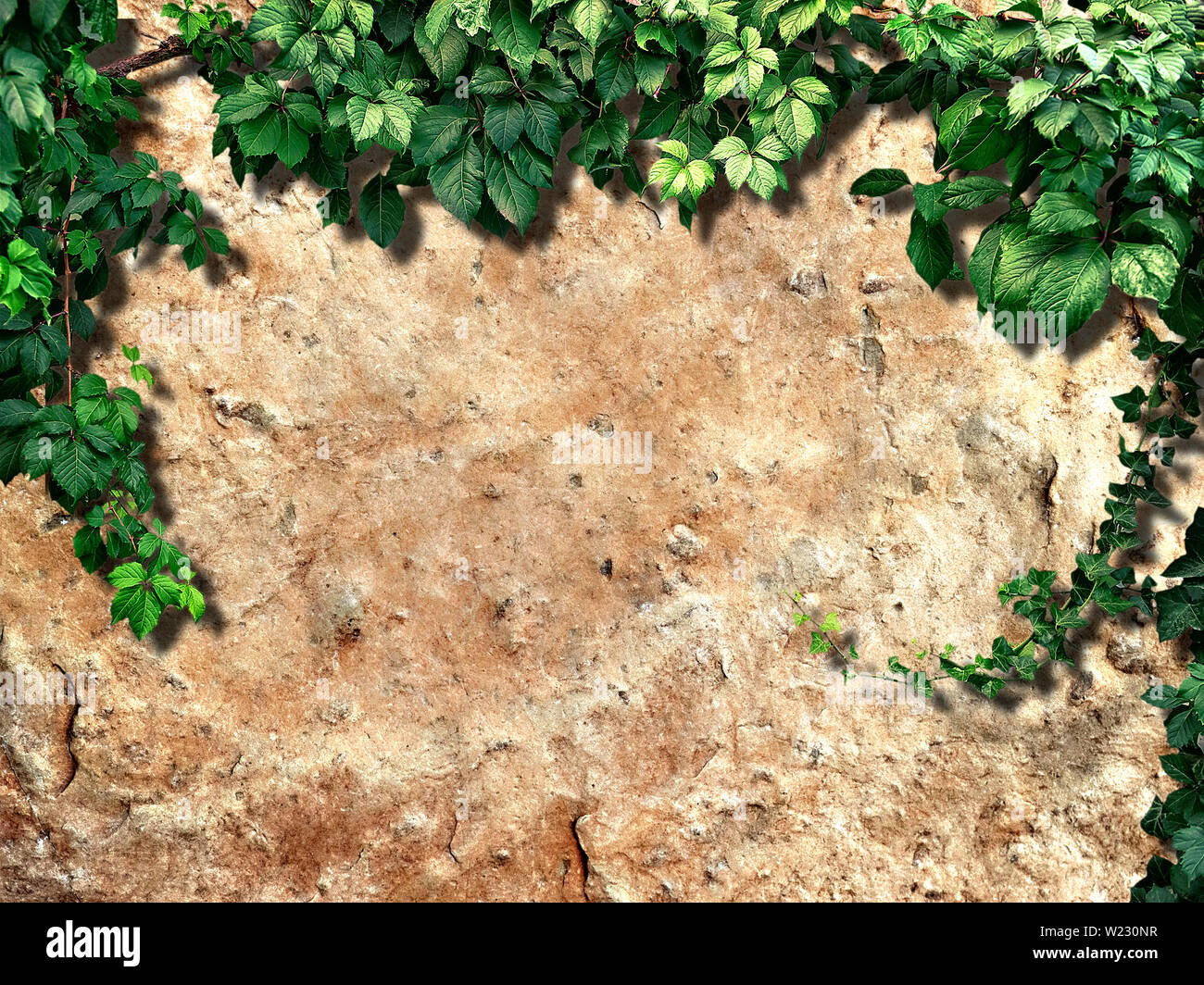 climbing plant on the old stone wall Stock Photo - Alamy
