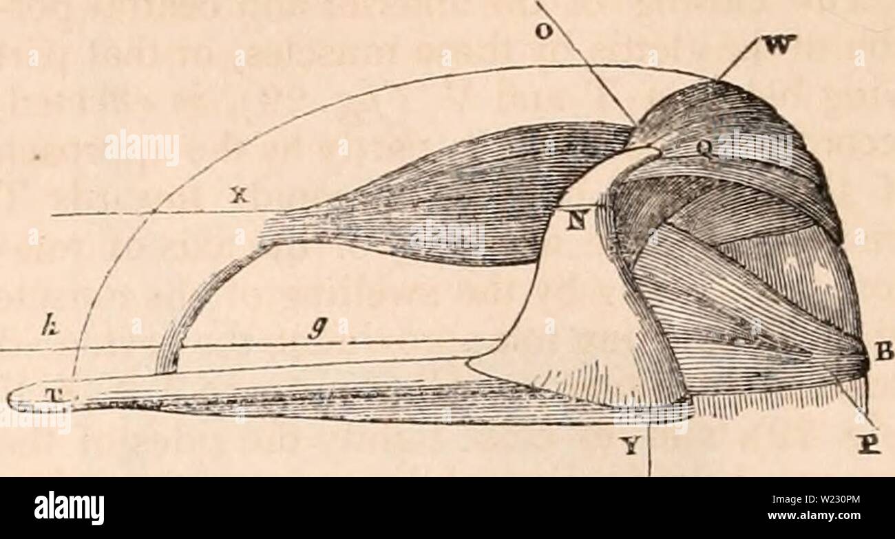 Archive image from page 121 of The cyclopædia of anatomy and. The cyclopædia of anatomy and physiology  cyclopdiaofana03todd Year: 1847  A view of the larynx from above. (From Mr.Willis.) The mucous membrane is removed to shew the ligaments and muscles of the glottis. 'N F, N F, the arytenoid cartilages ; T V, the vocal ligaments ; N X, the right crico-arytenoideus lateralis, the left is removed ; Xt&gt; L, the ring of the cricoid capable of rotating on the axis R S ; e e, the crico-aryte- noidei postici ; E, the junction of the wings of the thyroid. Lauth, Mem. de 1'Acad. deMed. 1835.    A po Stock Photo
