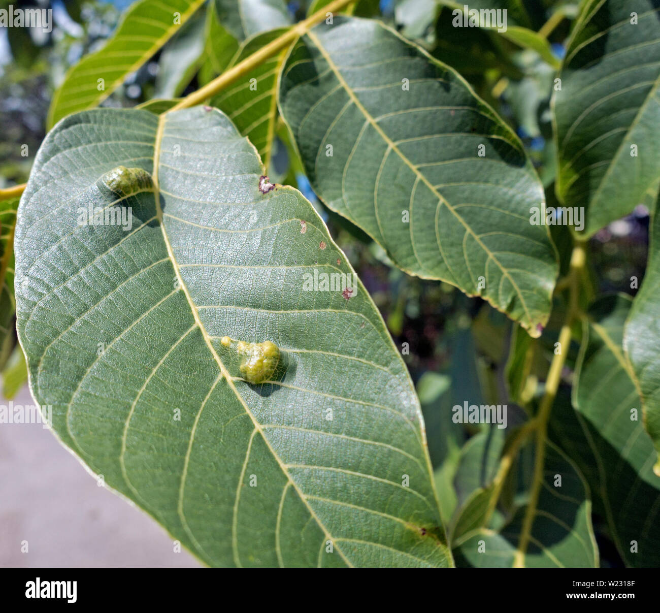 Gall wasp eggs and larvae or grubs on walnut tree leaves. Cynipidae. larva, grub. Stock Photo