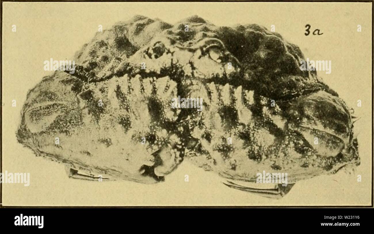 Archive image from page 125 of Decapod Crustacea of Bermuda Their. Decapod Crustacea of Bermuda. Their distribution, variations, and habits  decapodcrustacea1908verr Year: 1908  422 A. E. Verrill—Decapod Crustacea of Bermuda. Calappa gallus (Herbst) Latr., var. galloides (Stimp.). Yelloiv Box Crab. Cancer yallus (pars) Herbst, op. cit., iii, pt. 3, pp. 18, 46, pi. Iviii, iig. 1, 1803. Cancer (Calappa) gallus (pars) Latr., Eeg. Anim., iii, p. 24, 1817. Calappa gallus H. M.-Edw., Hist. nat. Crust., ii, p. 105, 1837. Dana, Crust. U. S. Expl. Exp., p. 393, 1852. Capello, Journ. Sci. Math., Phys. N Stock Photo