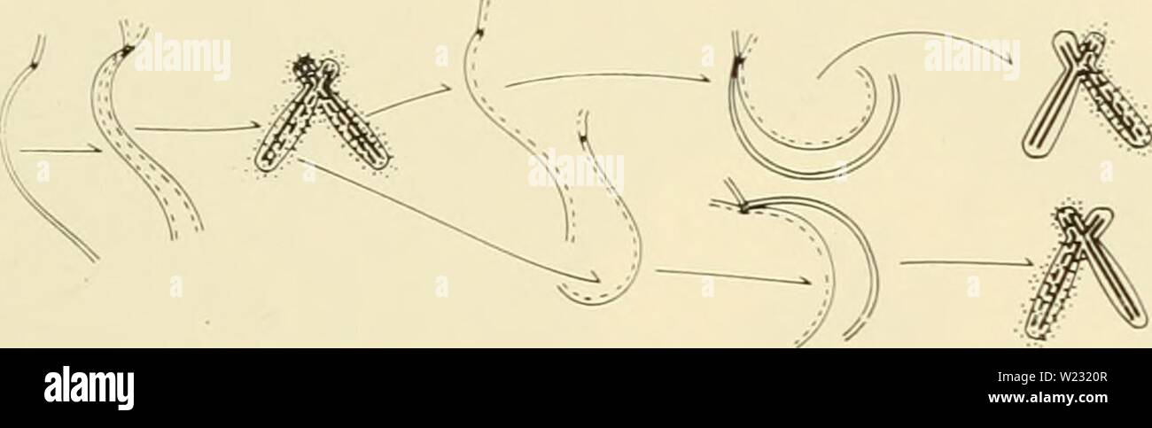 Archive image from page 126 of Cytology (1961) Stock Photo