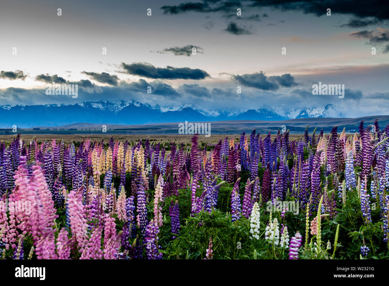 Mackenzie region hires stock photography and images Alamy