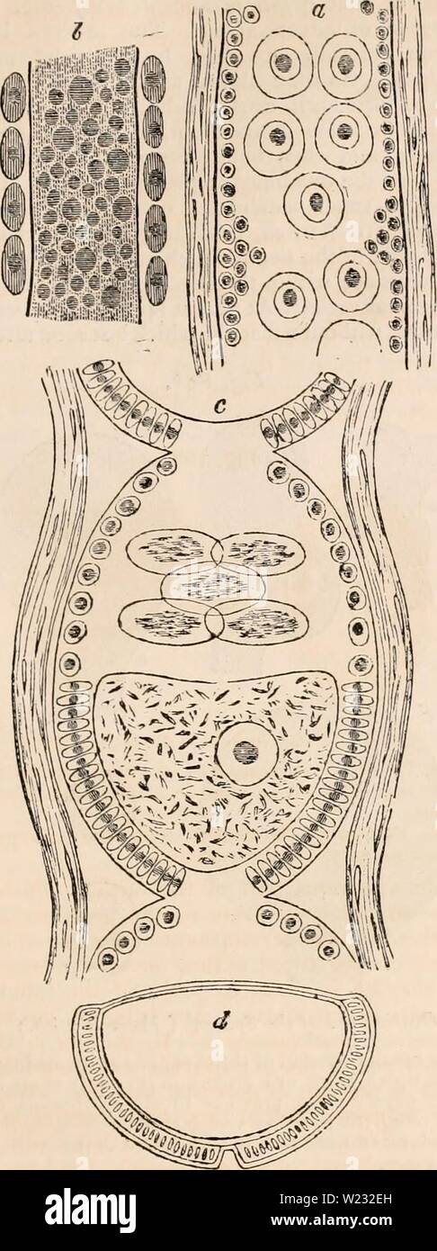 Archive image from page 126 of The cyclopædia of anatomy and Stock Photo
