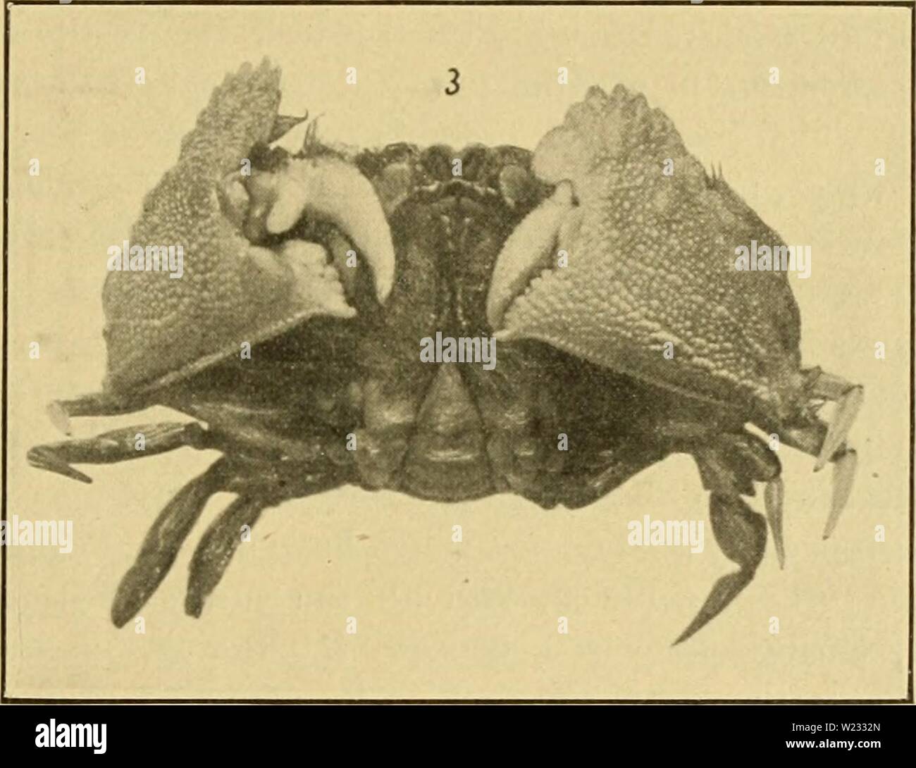 Archive image from page 128 of Decapod Crustacea of Bermuda Their. Decapod Crustacea of Bermuda. Their distribution, variations, and habits  decapodcrustacea1908verr Year: 1908  A. E. Verrill—Decapod Crustacea of Bermuda. 425 form has the carapace more strongly ai-eolated and appears rougher, owing to the relatively larger granules and more elevated tuber- cles. The two frontal teeth are more acute and have a small lobe or shoulder on the outer edge, while those of C. Bairdii are obtuse at tips and have no lobe. The carapace has the posterior lateral spines sharper, longer, and farther back, i Stock Photo