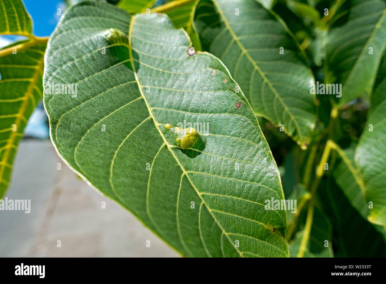 Gall wasp eggs and larvae or grubs on walnut tree leaves. Cynipidae. larva, grub. Stock Photo