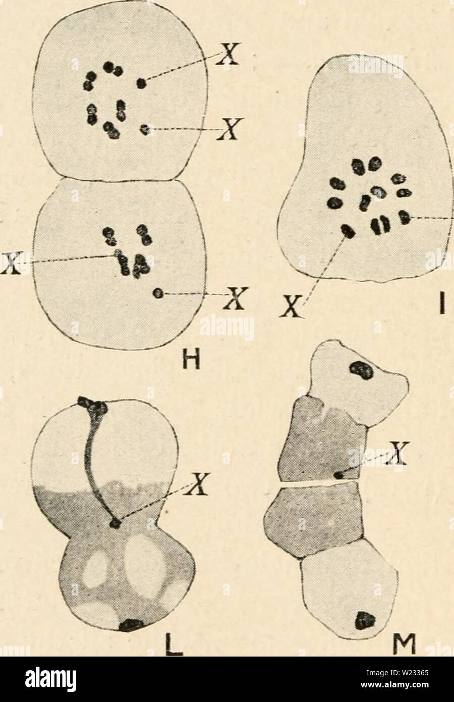 Archive image from page 129 of Cytology, with special reference to. Cytology, with special reference to the metazoan nucleus  cytologywithspec00agar Year: 1920  114 CYTOLOGY chap. (primary oocytes) which will give rise to eggs are indistinguishable from (B ';).,' m. -0  / I â¢m} â¢ - 0 -t: -..) - -5 v:, v â¢ / /Â®V â  'â¢/ J' ' fj f&gt;  â .-( o 'tX Stock Photo
