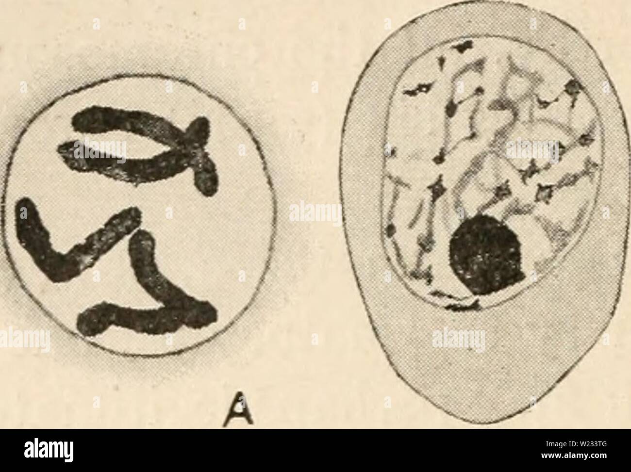 Archive image from page 131 of Cytology, with special reference to. Cytology, with special reference to the metazoan nucleus  cytologywithspec00agar Year: 1920  ii5 CYTOLOGY chap. intact to one pole, so that in anaphase I. there are three chromosomes    / Stock Photo