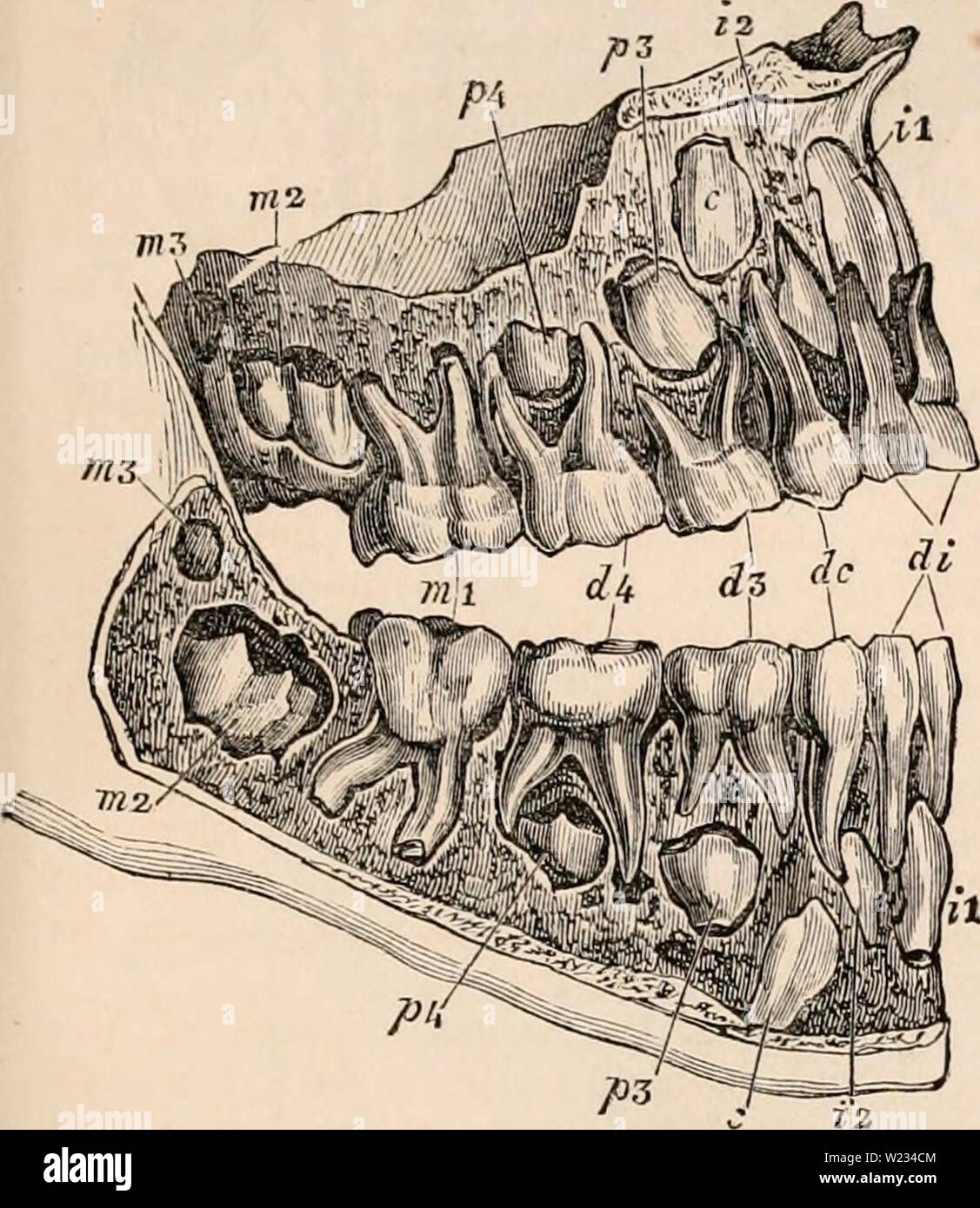 Archive image from page 132 of The cyclopædia of anatomy and Stock ...