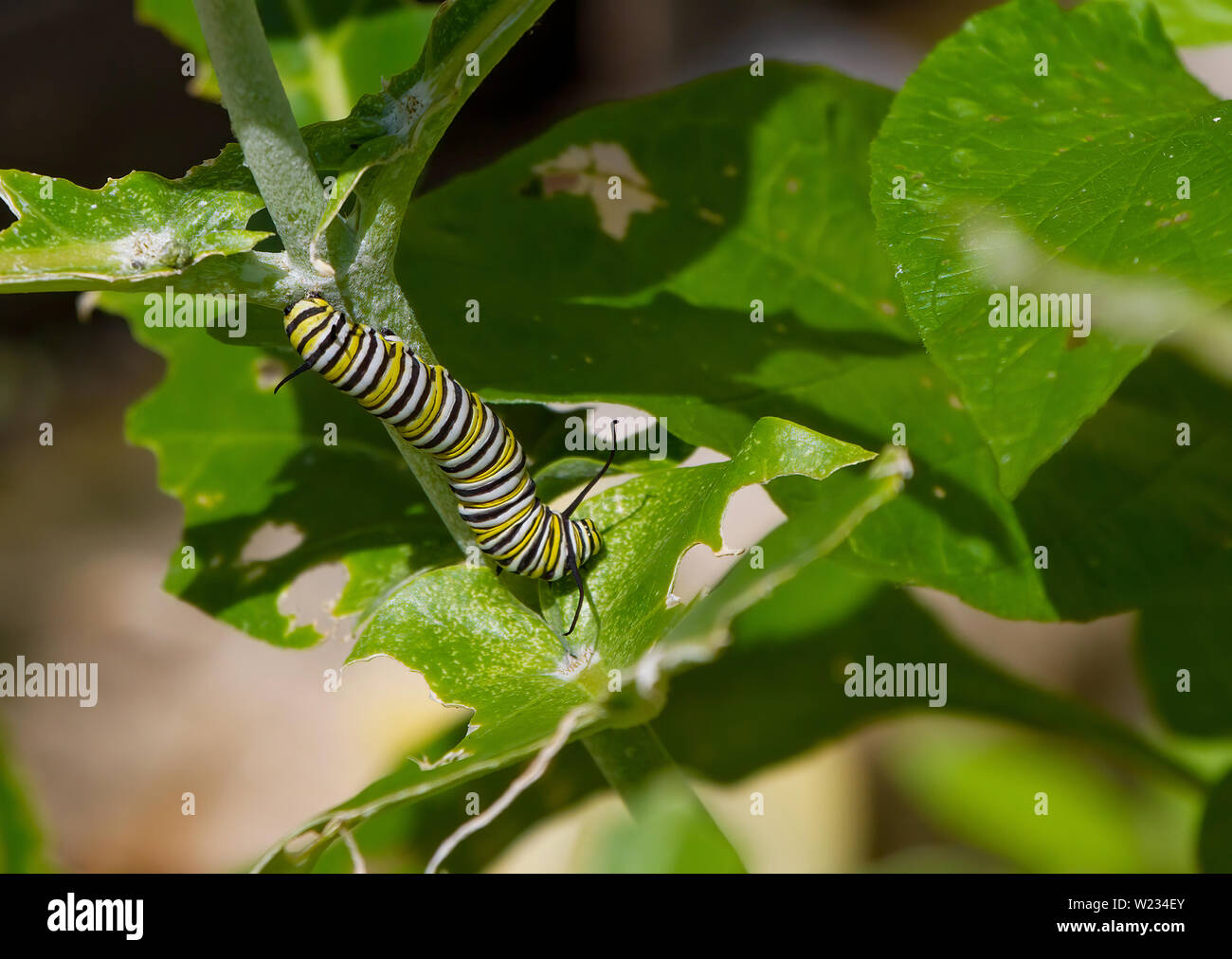 A Monarch Butterfly caterpillar munches away in a backyard garden. Monarch Butterflies are attracted by planting Milkweed where they lay their eggs. Stock Photo
