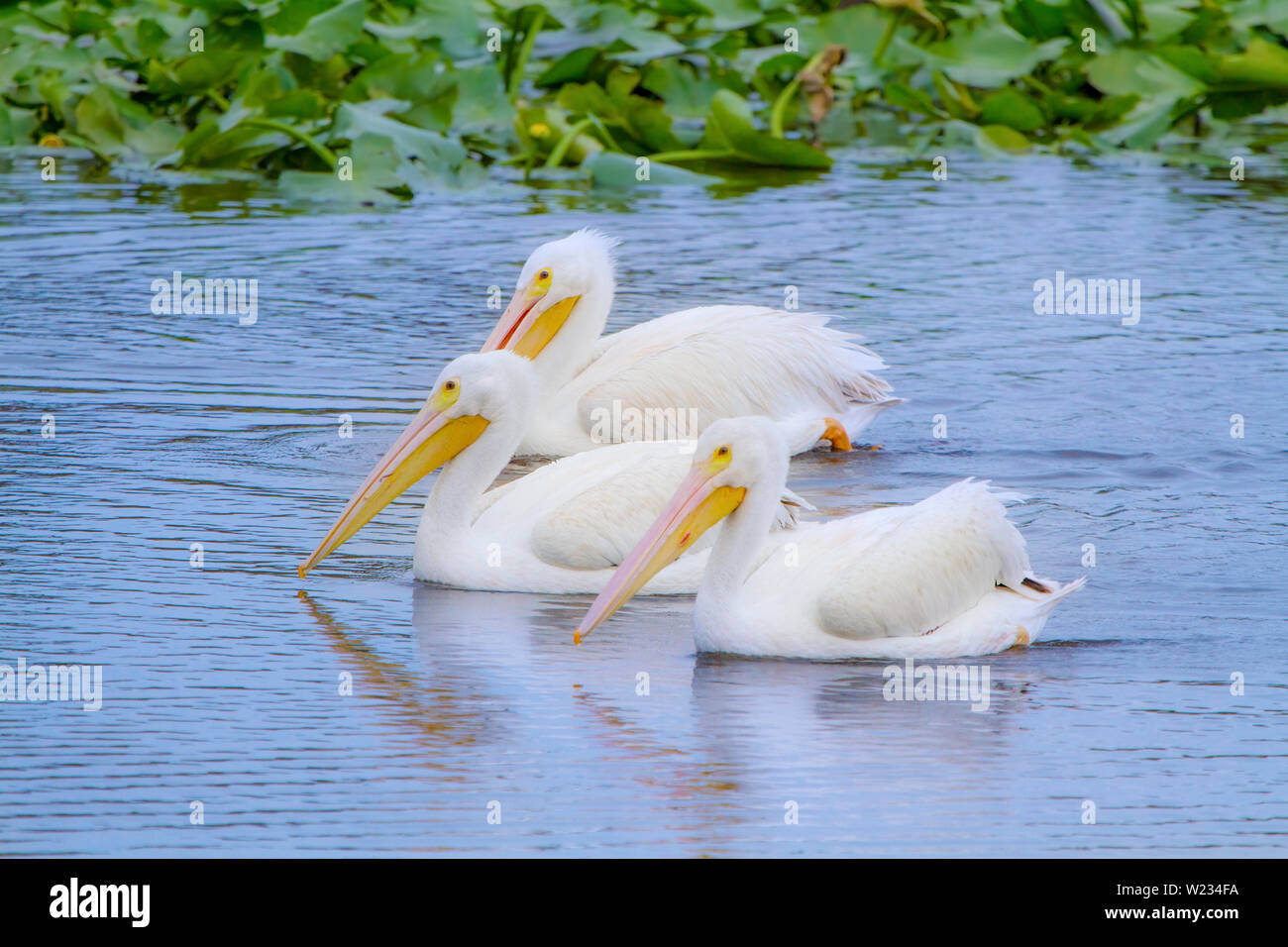 A trio of Pelicans swims along a creek in the Florida wetlands. Although mostly associated with the beach, pelicans can also be found inland. Stock Photo