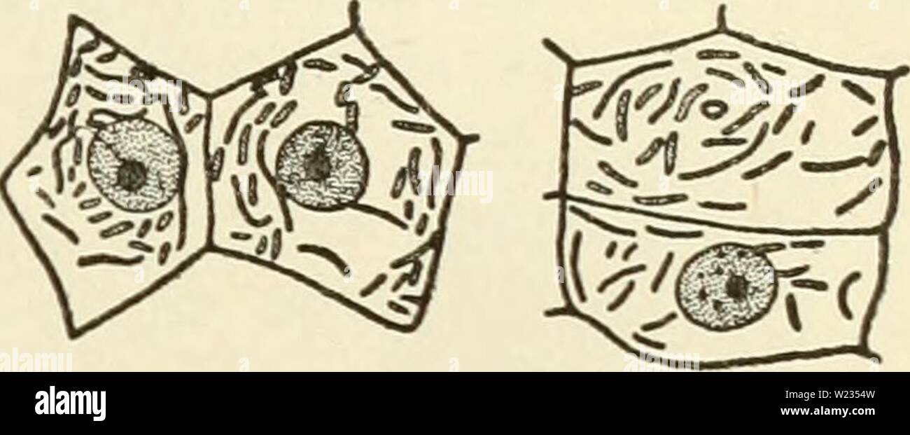 Archive image from page 134 of The cytoplasm of the plant. The cytoplasm of the plant cell  cytoplasmofplant00guil Year: 1941  Chapter XI 119 — Role of Ghondriosomes    SKY, DuESBERG, LEVI, and MiLOViDOV, is today abandoned by PoR- TIER himself. Nevertheless it had the merit of initiating investi- gations which have produced methods by which chondriosomes can be distinguished in cells from symbiotic and parasitic bacteria, CowDRY and Olitsky, Duesberg, and Milovidov have described methods by which, in the cells of nodules of legumes and in the adipose cells of cockroaches, symbiotic bacteria c Stock Photo