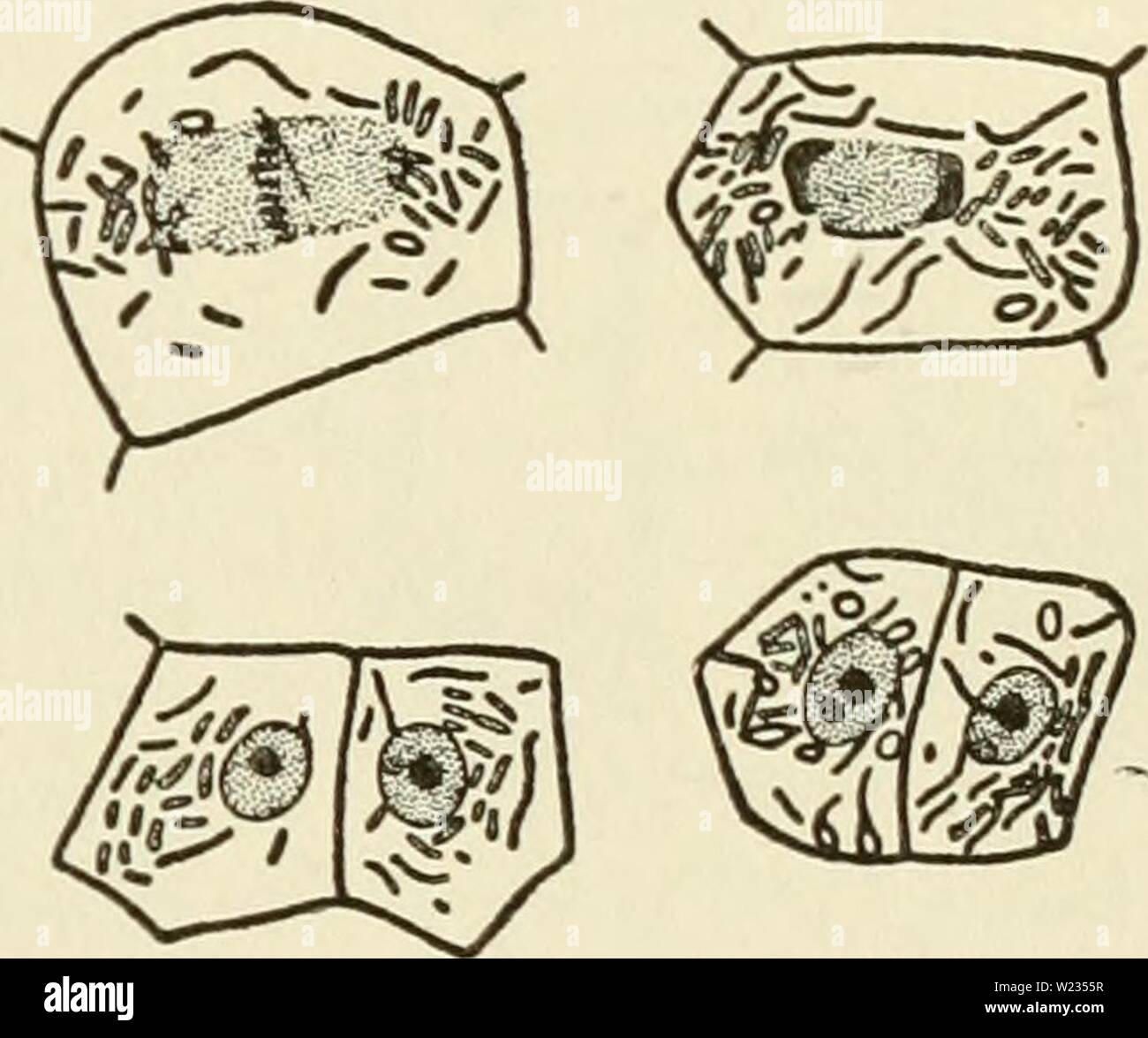 Archive image from page 134 of The cytoplasm of the plant. The cytoplasm of the plant cell  cytoplasmofplant00guil Year: 1941  SKY, DuESBERG, LEVI, and MiLOViDOV, is today abandoned by PoR- TIER himself. Nevertheless it had the merit of initiating investi- gations which have produced methods by which chondriosomes can be distinguished in cells from symbiotic and parasitic bacteria, CowDRY and Olitsky, Duesberg, and Milovidov have described methods by which, in the cells of nodules of legumes and in the adipose cells of cockroaches, symbiotic bacteria can be distin- guished from the chondriosom Stock Photo